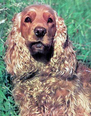     
: Anglijskij_koker-spaniel.jpg
: 601
:	86.3 
ID:	1531