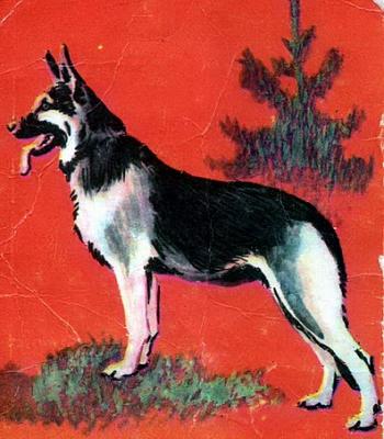     
: Vostochnoevropeyskaya_ovcharka.jpg
: 582
:	81.7 
ID:	1535