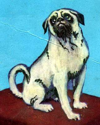     
: Mops.jpg
: 511
:	72.9 
ID:	1540