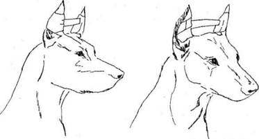 : doberman_5.jpg
: 13313

: 9.2 