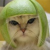   shymov