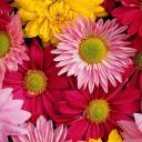   Daisy