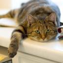   KAT